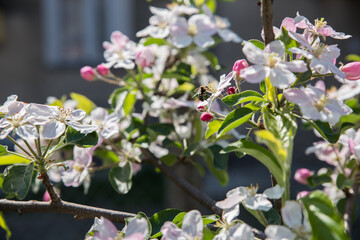 A branch of a blossoming apple tree with flowers on a background of a garden and a blue sky.