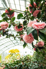 温室に咲くピンクの椿