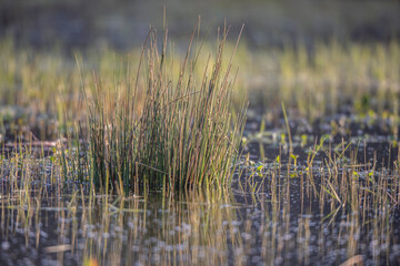 Drops of dew on the spring green grass.