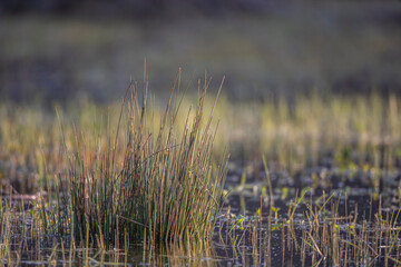 Drops of dew on the spring green grass.