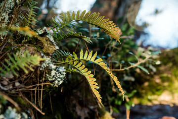 ferns growing on a branch in spring