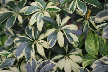 Fototapeta premium Collection of garden plant. Home garden background.