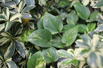 Collection of garden plant. Home garden background.