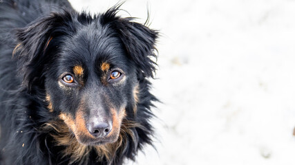 A black young dog with long hair looks into the camera while standing on white snow.