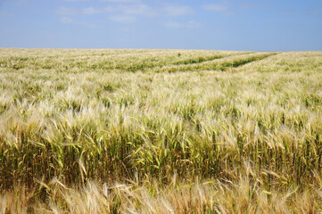 Fields of Wheat