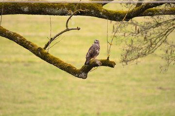Turmfalke