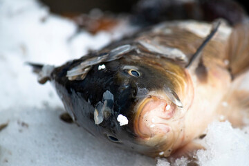 Close-up of fresh carp on white ice. Fish head close-up. Freshly caught carp.