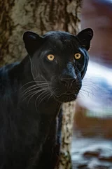 Tuinposter Solitude Black Panther © Aris Suwanmalee