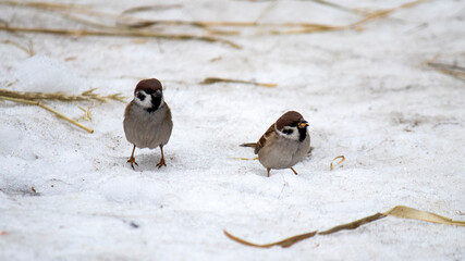 House Sparrow, Passer domesticus, standing in the snow. Close-up of a wild sparrow in the snow.