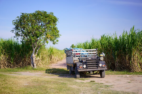 Sugarcane Plantation Or Cane Farm And Green Tree On Field With Old Truck Or Car For Gardener And Water Pipe On Blue Sky To Agriculture Sugar And Farmers With Biofuel Or Gasoline Fuel At Kanchanaburi