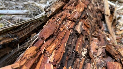 holz morsch