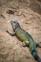 Green Iguana Reptile