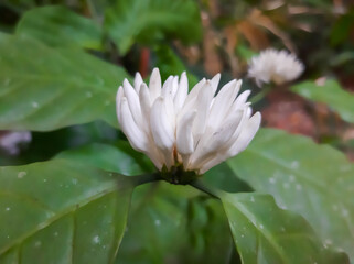 white flower