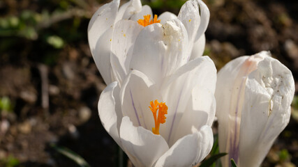 Spring white crocus bud freshly appeared in the garden. close up.