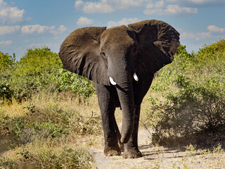 The African elephant, Loxodonta africana, feeds on the branches of shrubs in the dense bush. Botswana