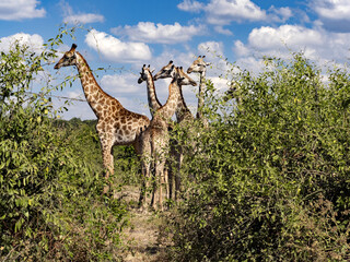 Naklejka na ściany i meble A group of South African giraffes, Giraffa giraffa giraffa, in a dense bush bush. Botswana