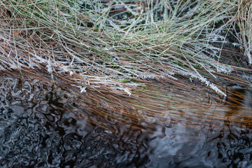 Reeds in the water covered with frost