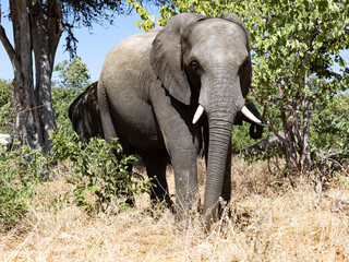The African elephant, Loxodonta africana, feeds on the branches of shrubs in the dense bush. Botswana