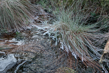 Reeds in the water covered with frost