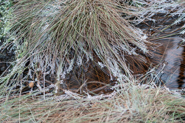 Reeds in the water covered with frost