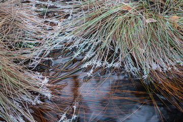 Reeds in the water covered with frost