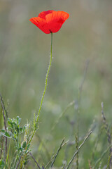 Obraz premium One bright red poppy flower on a meadow