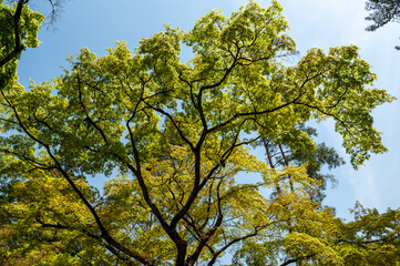 Leaves against blue sky on big tree