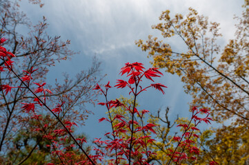 Red Japanese maple leafs against blue sky