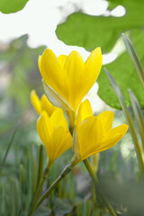 Beautiful yellow crocus flowers in the garden