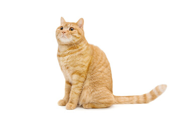 Beautiful ginger/red british male shorthair cat isolated on white background