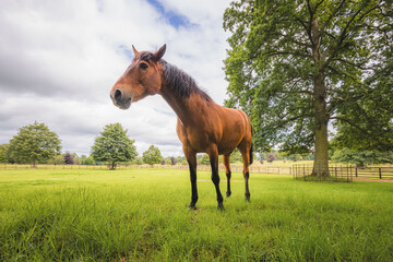 Low angle portrait of a brown male Cleveland Bay horse (Equus ferus caballus) on a Scottish countryside farm.