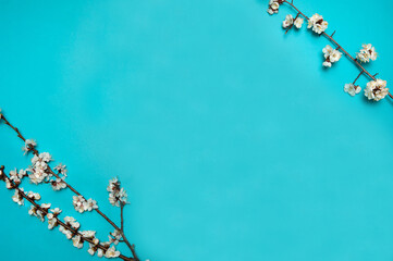 Flower arrangement. A border of delicate spring branches of a blooming apricot on a light blue background. Free space.
