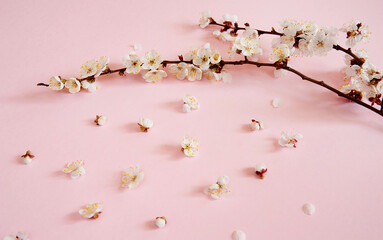 Flower arrangement. Spring branches of a blooming apricot with crumbling flowers lie on a light pink background.