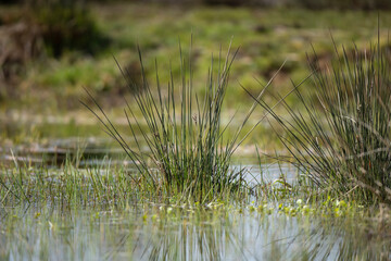 Drops of dew on the spring green grass.