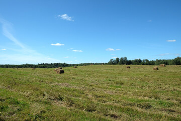 Fototapeta na wymiar Beautiful rural landscape with long summer field at the edge of the forest with many rolled dry hay on bright sunny summer day view