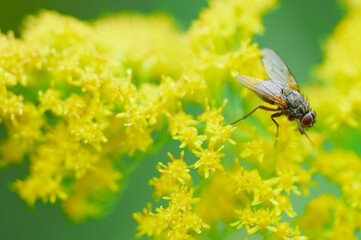 A fly basking on yellow flowers