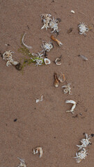 Owoce morza na piasku