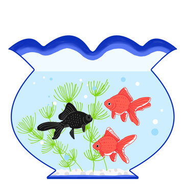 1 063 Best 金魚鉢 Images Stock Photos Vectors Adobe Stock
