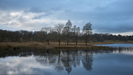 Obraz na płótnie Canvas reflection of trees in lake