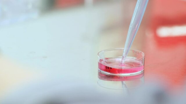researcher mixes the pink solution in the petri dish with an automatic pipette