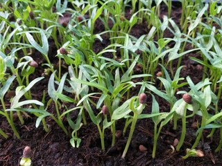 fresh green Ipomcea aquatica plant in nature garden