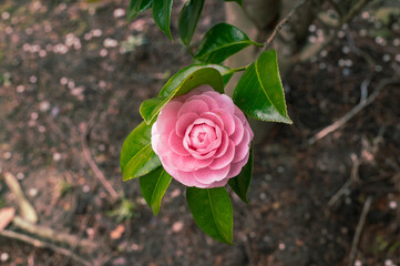 寒さ耐え抜く、椿