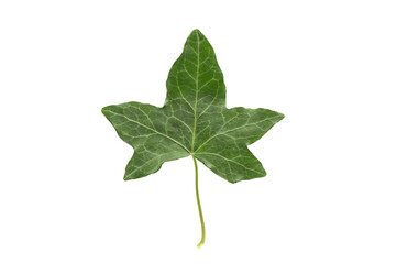 Fototapeta premium One green leaf of Common ivy (Hedera helix) isolated on a white background