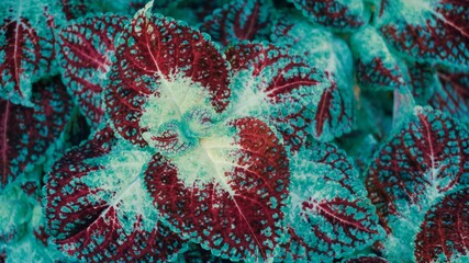photo of artistic colorful coleus leaves in the garden