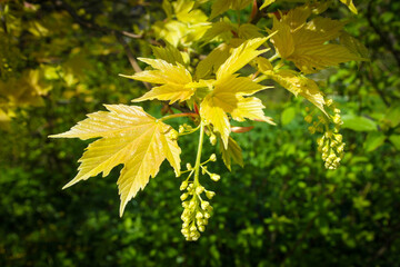 Young yellow maple leaves on a green background