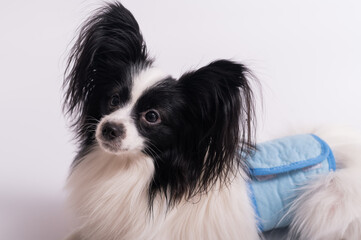Portrait of a cute dog Continental Spaniel in a males hygiene belt. Papillon is wearing a diaper...
