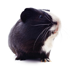 One black guinea pig.