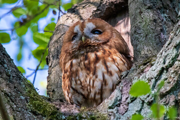 Tawny Owl on the tree (Strix aluco), puszczyk zwyczajny