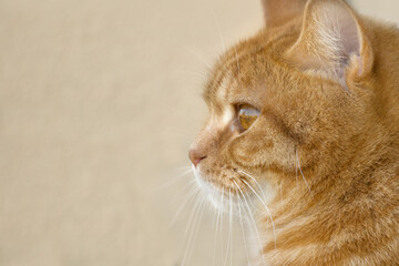 Close-up ginger red british male shorthair cat at Profile view on yellow background