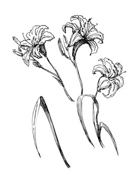 Set wiith Lily flowers and leaves. Hahd drawn botanical sketch.